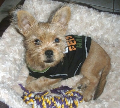 Side view - A perk-eared, tan Papigriffon puppy is laying on a white fuzzy rug wearing a black shirt looking up.